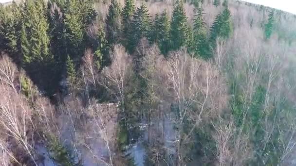 Forêt mixte hivernale. Vue aérienne le jour ensoleillé — Video