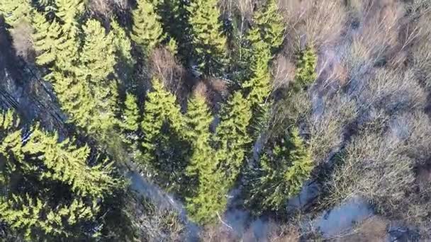 Foresta invernale con abeti e betulle, aerea — Video Stock