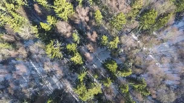 Fenyők és csupasz birches téli erdőben, légi — Stock videók
