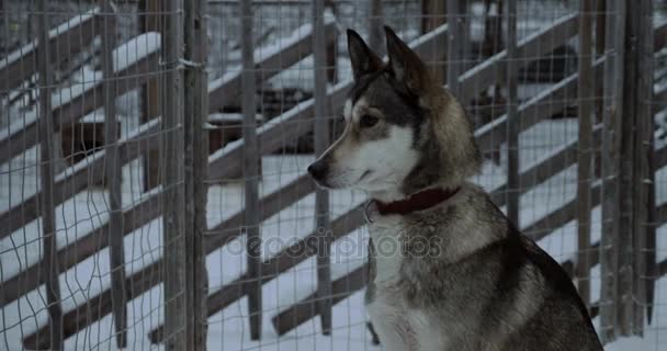 Husky köpek hala kafeste oturan — Stok video