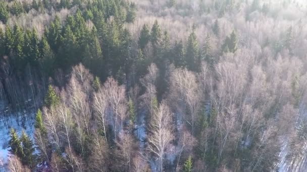 Conifere e betulle in inverno bosco misto, aerea — Video Stock