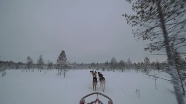 Dogsled running in snowy wood — Stock Video