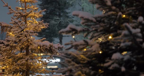 松树与傍晚的公园里的圣诞灯饰 — 图库视频影像
