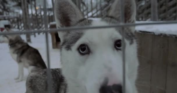 Husky psa s jeho krásné oči při pohledu na fotoaparát — Stock video