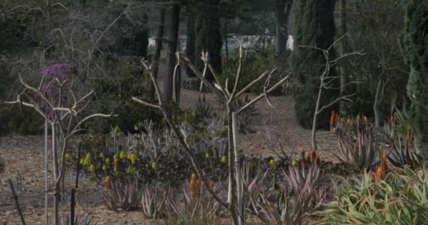 Växter och träd i Bahai trädgård. Acre, Israel — Stockvideo