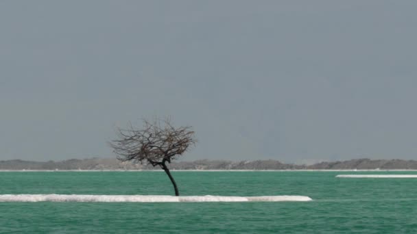 Zoute eilandjes in zuiver water van de dode zee — Stockvideo