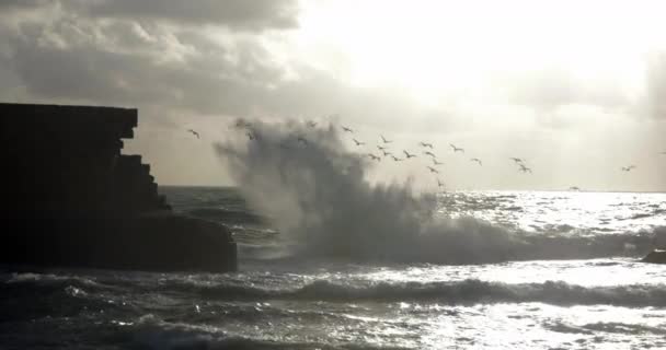Skyline seascape com gaivotas-do-mar voadoras e parede antiga — Vídeo de Stock