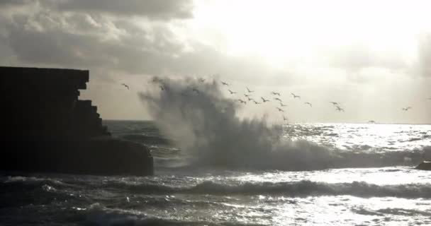 Panorama marino Skyline con gabbiani volanti e antiche mura — Video Stock