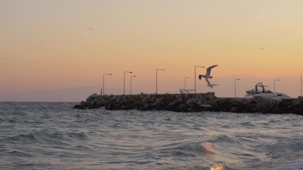 Waterscape with wavy sea, quay and flying seagulls at sunset — Stock Video