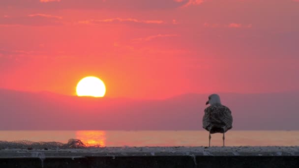 海鸥飞走了。日落时的海上风光 — 图库视频影像