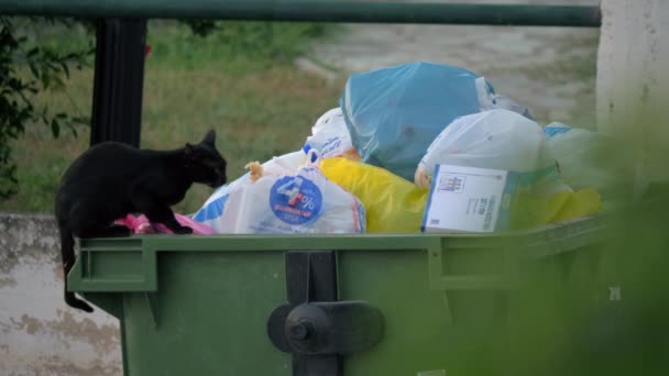 O gato de rua quer comer no contentor. — Vídeo de Stock