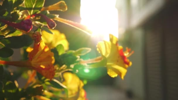 Blooming shrub against the sunlight — Stock Video