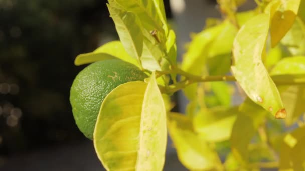 Fruta de lima en el árbol. Cítricos — Vídeos de Stock