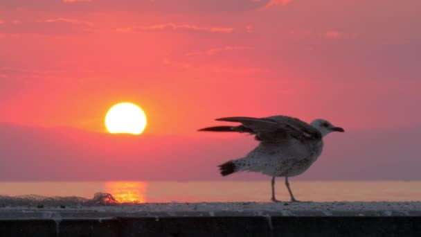 Одинокая чайка у моря на закате — стоковое видео