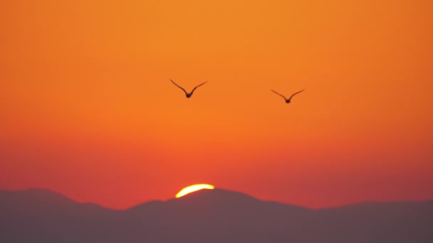 Gaivotas voadoras no céu do pôr do sol — Vídeo de Stock
