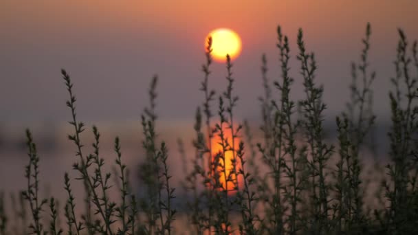 Zonsondergang boven zee door het gras te kijken — Stockvideo