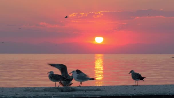Seagulls and sunset over sea — Stock Video