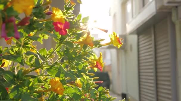 Arbusto floreciente a la luz del sol brillante — Vídeo de stock