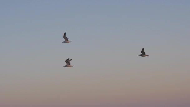 Летающие чайки по небу вечером — стоковое видео