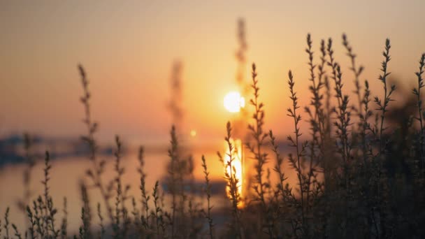 Gyllene solnedgång över vatten. Visa genom gräset i förgrunden — Stockvideo