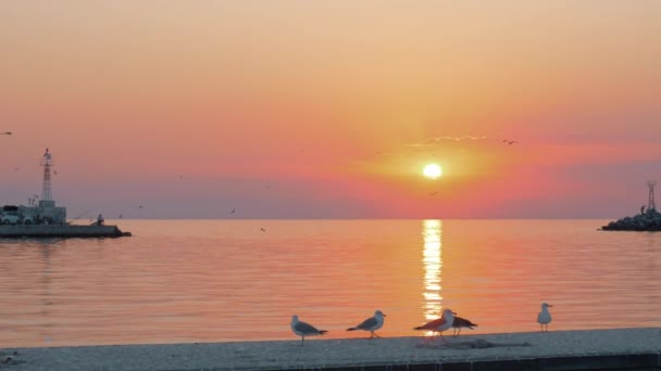 Paysage aquatique coucher de soleil avec mouettes — Video