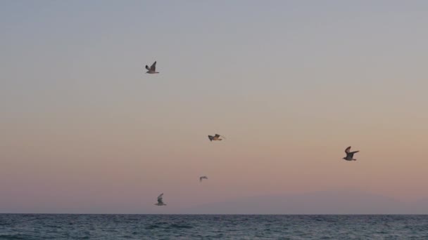 Abendliche Szene von Möwen, die über das Meer fliegen — Stockvideo