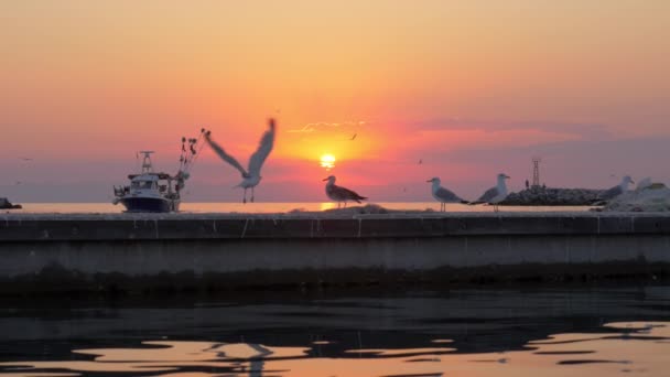 Gabbiani e barche in mare, scena marina al tramonto — Video Stock