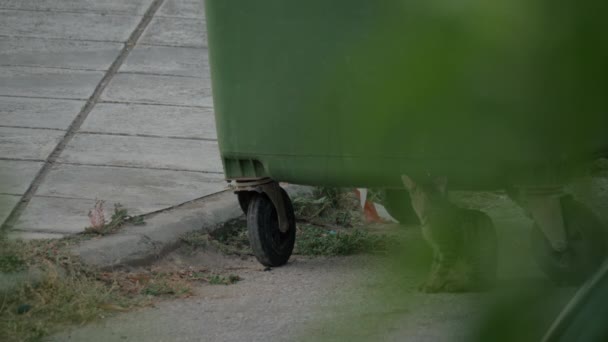 Бездомная кошка возле мусорного контейнера — стоковое видео