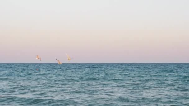 Gaviotas volando sobre el mar al atardecer — Vídeos de Stock