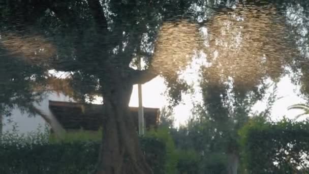 Vattna gräsmattan. Visa till trädgården genom droppar i solljus — Stockvideo