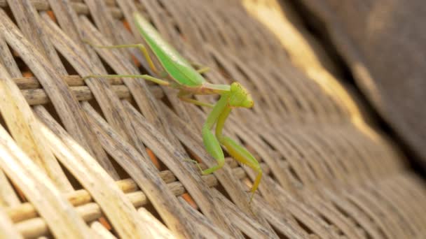 Praying mantis on wicker chair outdoor — Stock Video
