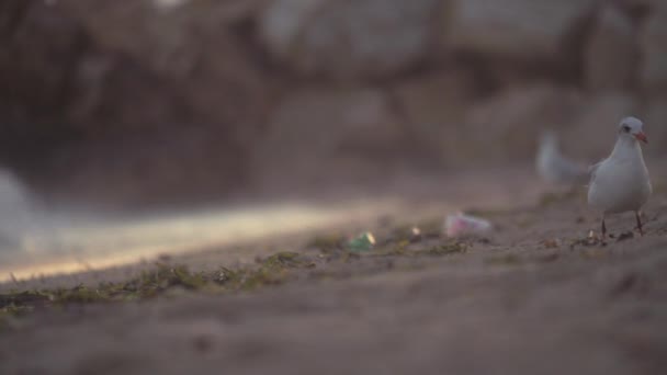 Mouettes marchant sur la plage à la recherche de nourriture — Video