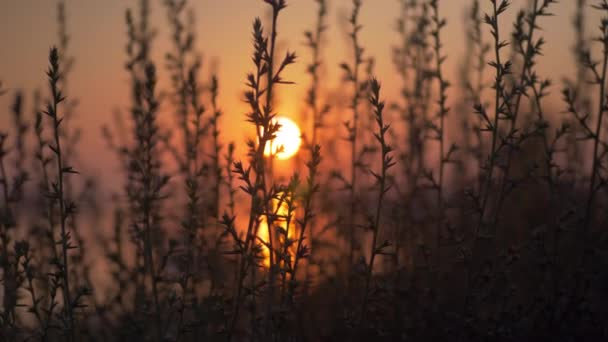 Paisagem com grama e pôr do sol dourado sobre a água — Vídeo de Stock