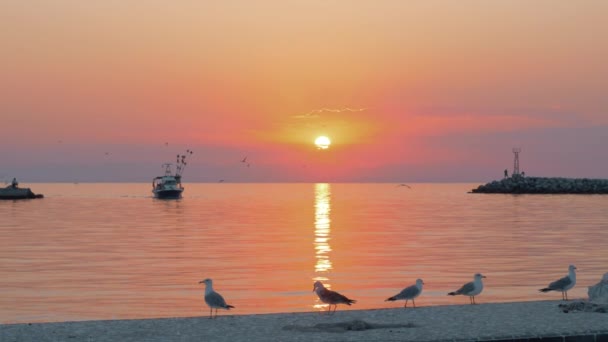 Escena marina con barco y gaviotas al atardecer — Vídeos de Stock