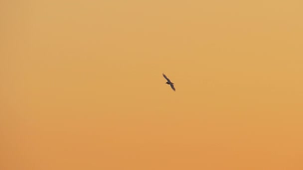 Flying seagull in evening sky — Stock Video