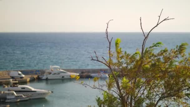 Havet, kajen med yachter och träd i vinden — Stockvideo