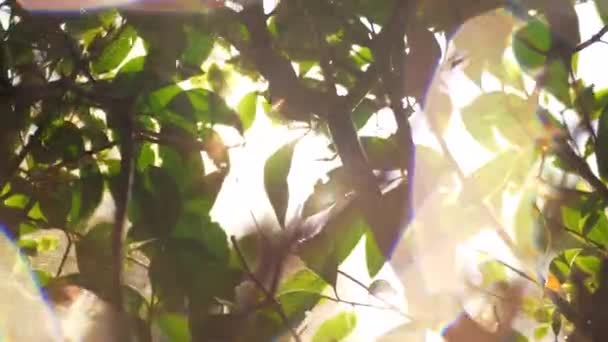 Κηλίδες ήλιο και υγρό δέντρο μετά από πότισμα — Αρχείο Βίντεο
