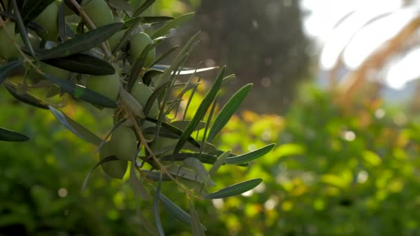 Olivenzweig gegen grünen Garten — Stockvideo