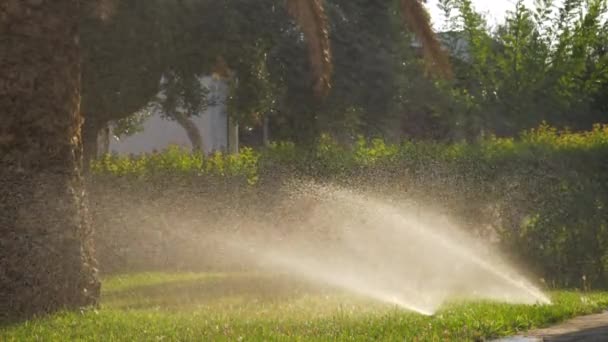 绿色草坪自动洒水喷头 — 图库视频影像