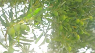 Zengin zeytin hasat. Yeşil meyve ağacıyla