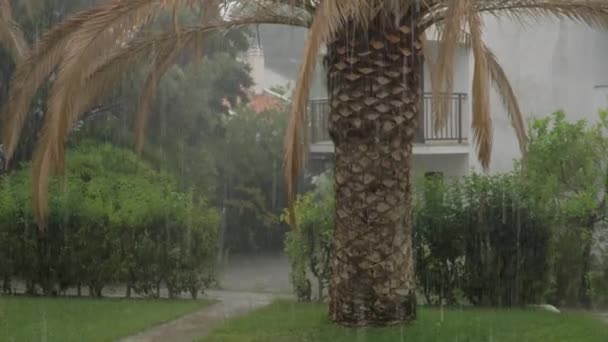 Heavy summer rain pouring — Stock Video