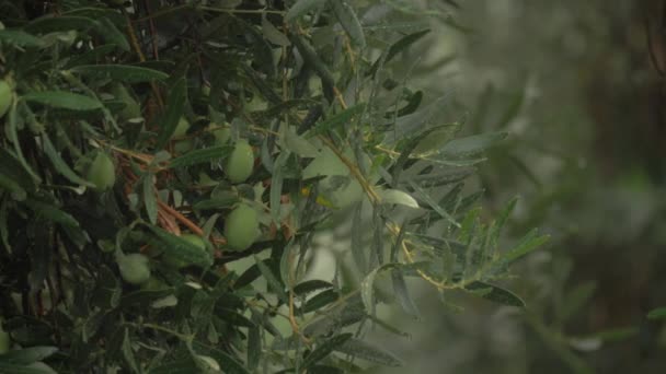 Pluie abondante et olivier humide — Video