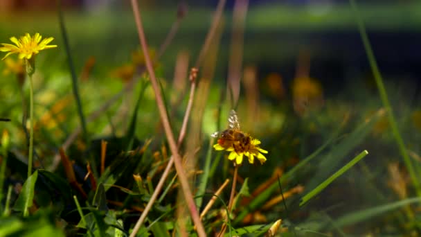 Bee gathering pollen on yellow dandelions — Stock Video