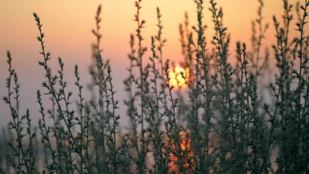 Wieczorny krajobraz z zachodu słońca, zobacz w trawie — Wideo stockowe