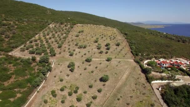 Zeytin yeşil bahçe ve yeşil tepeler, Yunanistan üzerinden uçan — Stok video