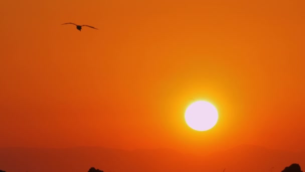 Морская чайка летит в оранжевом небе заката — стоковое видео