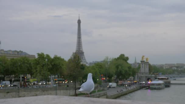 Paris view and gull looking at city, France — Stock Video