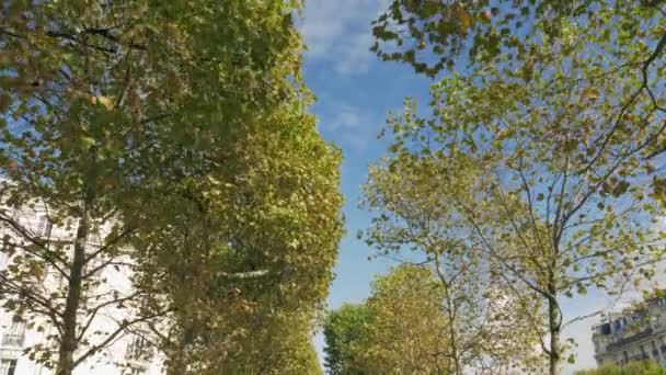 Spaziergang entlang der Allee der Bäume an einem Herbsttag. Paris, Frankreich — Stockvideo