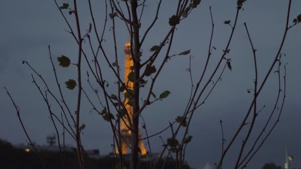 Çıplak sonbahar ağaç ve Eyfel Kulesi Paris geceleri — Stok video