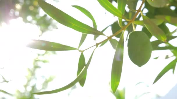 Оливковое дерево ветви против солнца — стоковое видео